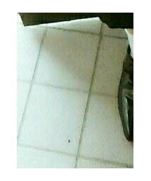 WEGO | ソックス/靴下