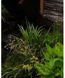 UNUSED | デニムパンツ