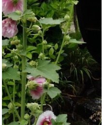 blackmeans | ファッション雑貨