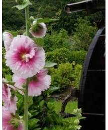 UNUSED | シャツ/ブラウス