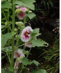 UNITED ARROWS | クラッチバッグ