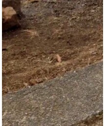 NEW BALANCE | スニーカー