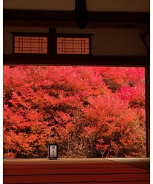 安国寺のドウダンツツジ | その他