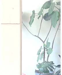 BLUEPOPS | ワンピース