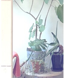 UNIQLO | その他パンツ