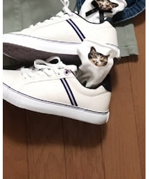 Dickies | スニーカー