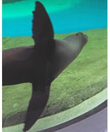 鰭脚類アシカ科 | その他