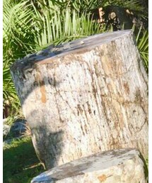 DHOLIC | シャツ/ブラウス