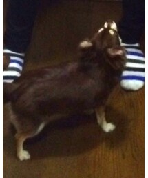 ポコまろ | その他