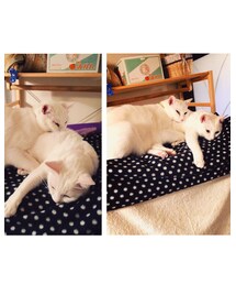 たからもの。 | その他