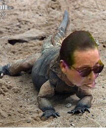 イグアナコレクション | タモリさんのイグアナさん(その他)