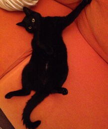 にゃん | その他