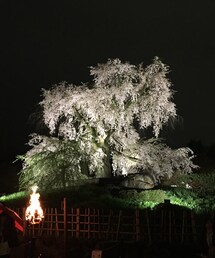 京都夜桜 | その他