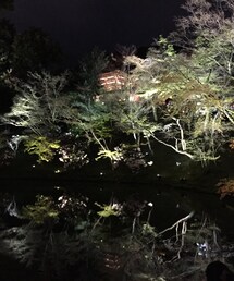 京都夜桜 | その他