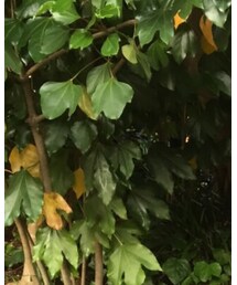 SEVENDAYS=SUNDAY | カーディガン/ボレロ