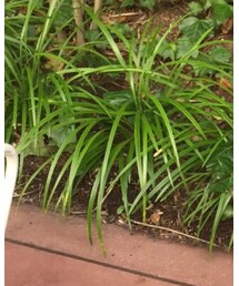 GLOBAL WORK | デニムパンツ