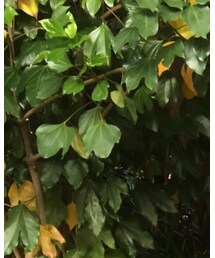 UNIQLO | その他トップス