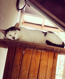 猫野郎 | その他