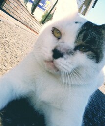 猫野郎 | その他