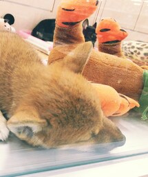 犬さん | その他