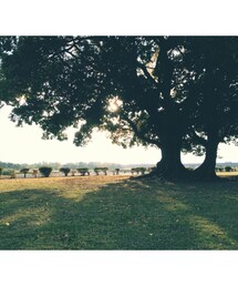 風景 | 大木(その他)