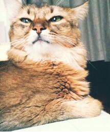 猫野郎 | ほえ〜ってしてる(その他)