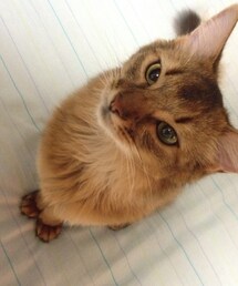 猫野郎 | 狙ってるなんかを(その他)