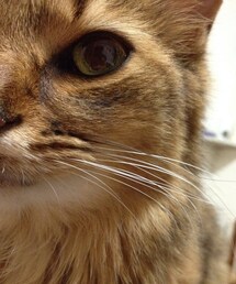 猫野郎 | よーく見ると、瞳の中に僕がいます(その他)