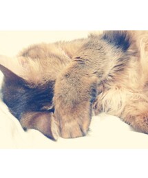 猫野郎 | 載せすぎだよね画像(その他)