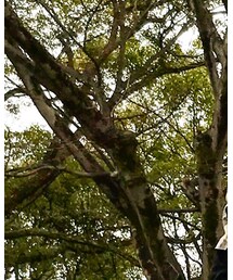 CHANEL | ネックレス