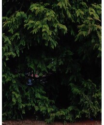 摇篮曲 | カチューシャ