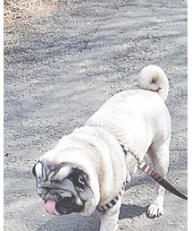 pug | その他