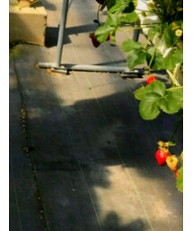 GU | その他パンツ