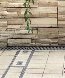 ZARA | デニムパンツ