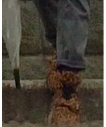 LEOPARD | その他シューズ