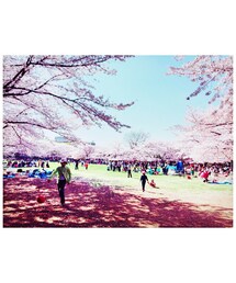 scene | 花見🌸(その他)