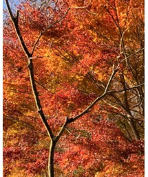 なんかアガる木 | その他