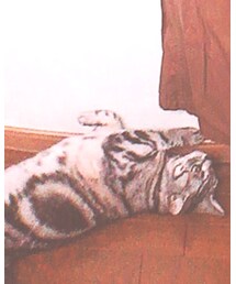 🐈 | フィギュア