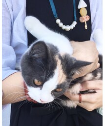 🐈 | その他