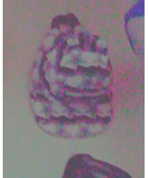 Supreme  | キャップ