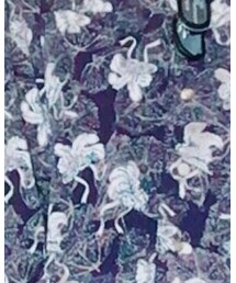 Le Clezio | シャツ/ブラウス