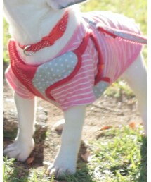 ペットショップ | ワンピース