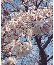 さくら | その他