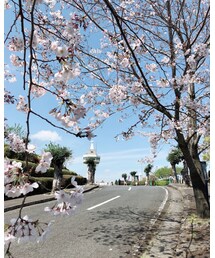 お花見 | その他