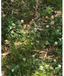 MARKEY'S | デニムパンツ