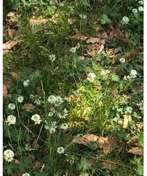 MIKI HOUSE | スニーカー