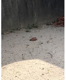 monmimi | Tシャツ/カットソー