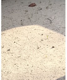 MARKEY'S | パンツ