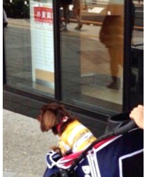 MDワンワン | その他