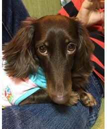 機嫌が悪い愛犬😭 | ヘソが曲がってます(その他)